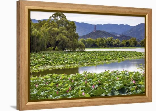 Yue Feng Pagoda Pink Lotus Pads Garden Reflection Summer Palace, Beijing, China-William Perry-Framed Premier Image Canvas