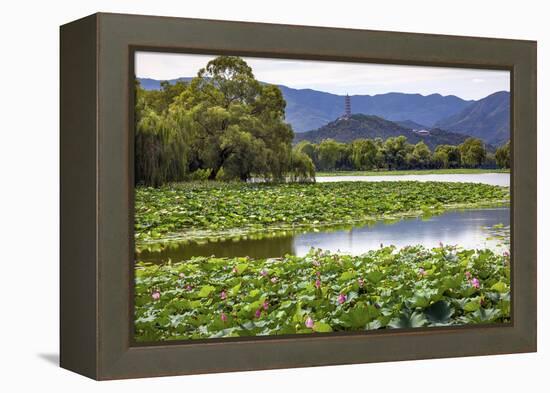 Yue Feng Pagoda Pink Lotus Pads Garden Reflection Summer Palace, Beijing, China-William Perry-Framed Premier Image Canvas