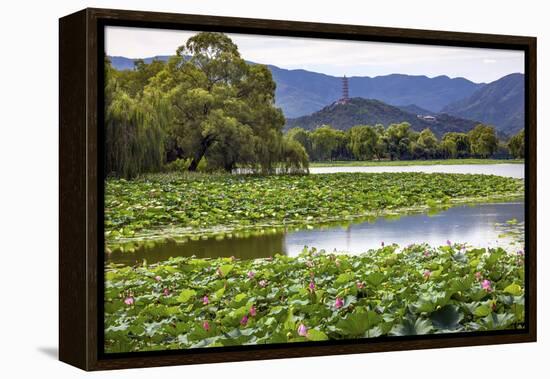 Yue Feng Pagoda Pink Lotus Pads Garden Reflection Summer Palace, Beijing, China-William Perry-Framed Premier Image Canvas