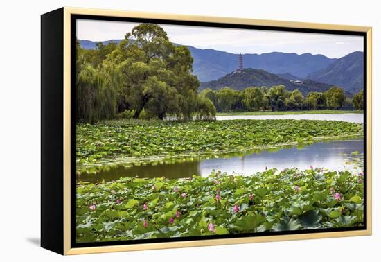 Yue Feng Pagoda Pink Lotus Pads Garden Reflection Summer Palace, Beijing, China-William Perry-Framed Premier Image Canvas