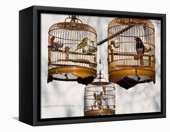 Yuen Po St Bird Market, Monkok, Kowloon, Hong Kong, China-Jane Sweeney-Framed Premier Image Canvas