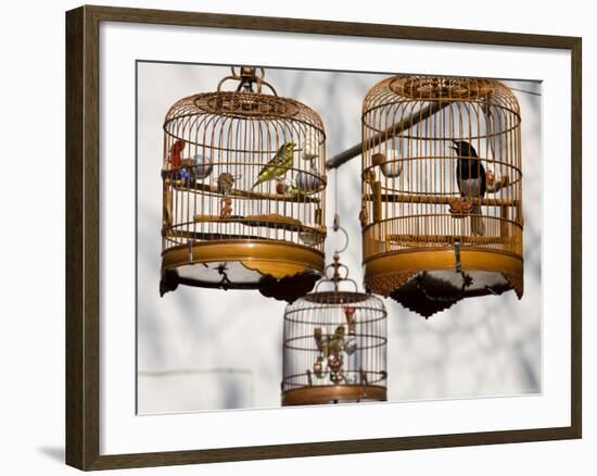 Yuen Po St Bird Market, Monkok, Kowloon, Hong Kong, China-Jane Sweeney-Framed Photographic Print