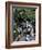 Yuen Po Street Bird Garden, Mong Kok, Kowloon, Hong Kong, China-Amanda Hall-Framed Photographic Print