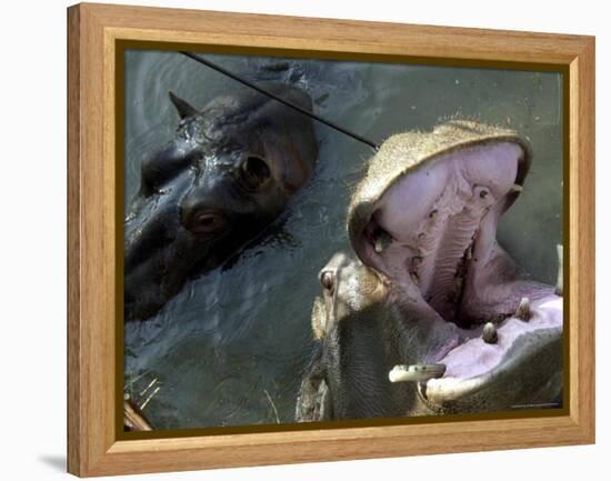 Yugoslavia Montenegros Hippos-null-Framed Premier Image Canvas