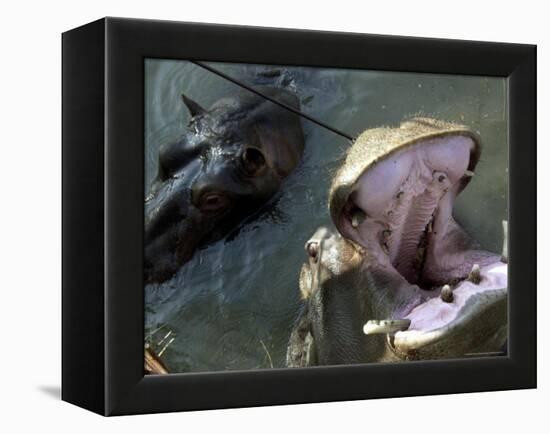 Yugoslavia Montenegros Hippos-null-Framed Premier Image Canvas