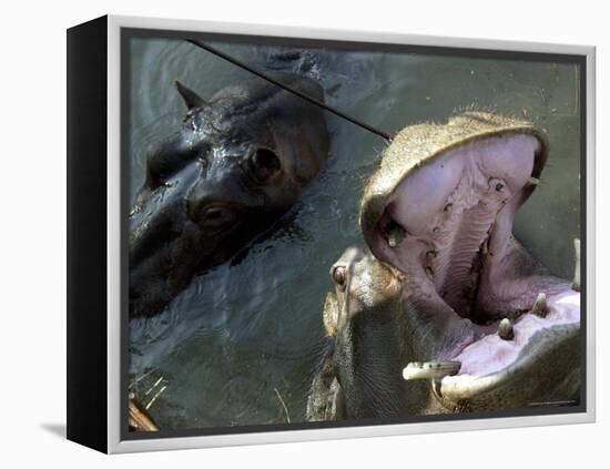 Yugoslavia Montenegros Hippos-null-Framed Premier Image Canvas