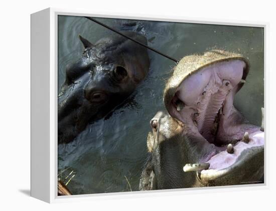 Yugoslavia Montenegros Hippos-null-Framed Premier Image Canvas