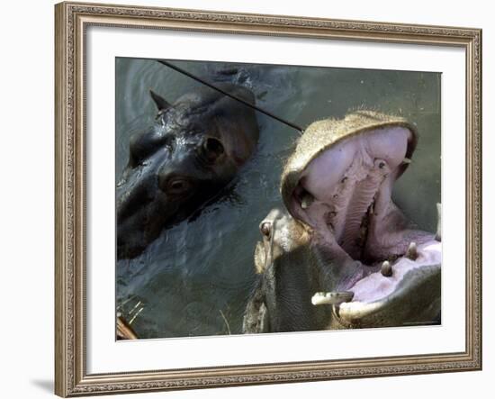 Yugoslavia Montenegros Hippos-null-Framed Photographic Print