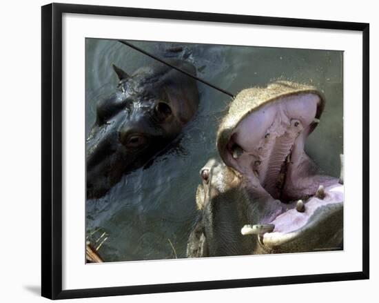 Yugoslavia Montenegros Hippos-null-Framed Photographic Print