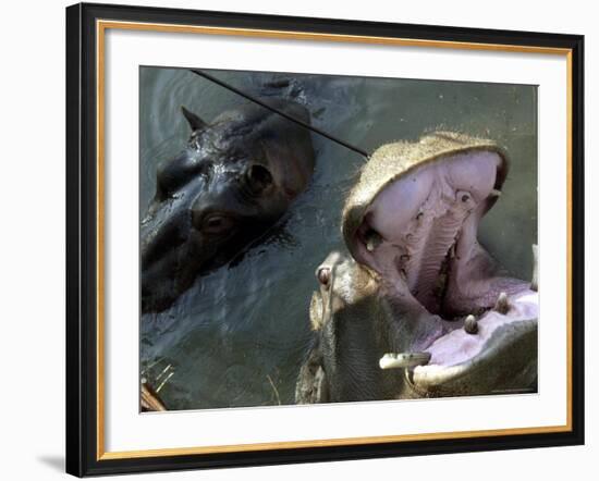 Yugoslavia Montenegros Hippos-null-Framed Photographic Print