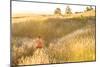 Yuki Tsuji, Morning Trail Run In Chautauqua Park - Home To The Flatirons Of Boulder, Colorado-Dan Holz-Mounted Photographic Print