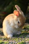 Feral Domestic Rabbit (Oryctolagus Cuniculus) Standing On Hind Legs On Coast-Yukihiro Fukuda-Photographic Print