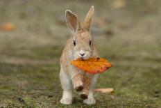 Feral Domestic Rabbit (Oryctolagus Cuniculus) Standing On Hind Legs On Coast-Yukihiro Fukuda-Photographic Print