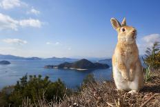 Feral Domestic Rabbit (Oryctolagus Cuniculus) Standing On Hind Legs On Coast-Yukihiro Fukuda-Photographic Print