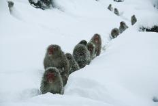 Japanese Macaque - Snow Monkey (Macaca Fuscata) Group Walking Along Snow Trail in Heavy Snow-Yukihiro Fukuda-Photographic Print