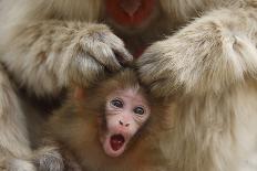 Japanese Macaques (Macaca Fuscata) Faces Looking Up-Yukihiro Fukuda-Framed Photographic Print