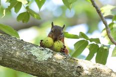 Japanese Squirrel (Sciurus Lis) Jumping From Tree To Tree With Four Walnut (Juglans Ailantifolia)-Yukihiro Fukuda-Photographic Print