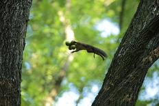 Japanese Squirrel (Sciurus Lis) Trying To Climb Up A Thin Branch After An Female In Oestrus-Yukihiro Fukuda-Photographic Print