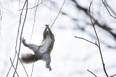 Japanese Squirrel (Sciurus Lis) Trying To Climb Up A Thin Branch After An Female In Oestrus-Yukihiro Fukuda-Photographic Print