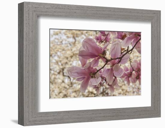 Yulan Magnolia blossoms, Cave Hill Cemetery, Louisville, Kentucky-Adam Jones-Framed Photographic Print