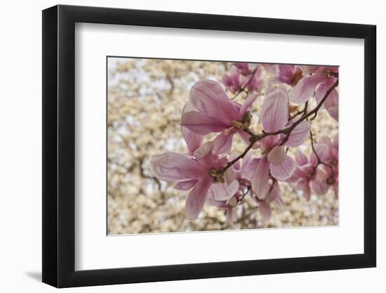 Yulan Magnolia blossoms, Cave Hill Cemetery, Louisville, Kentucky-Adam Jones-Framed Photographic Print