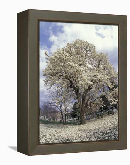 Yulan Magnolia Tree and Blossoms, Louisville, Kentucky, USA-Adam Jones-Framed Premier Image Canvas
