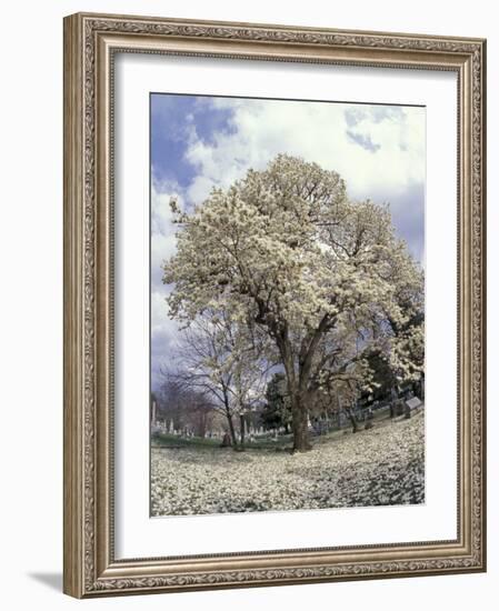 Yulan Magnolia Tree and Blossoms, Louisville, Kentucky, USA-Adam Jones-Framed Photographic Print