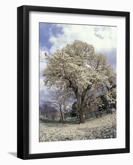 Yulan Magnolia Tree and Blossoms, Louisville, Kentucky, USA-Adam Jones-Framed Photographic Print