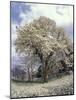 Yulan Magnolia Tree and Blossoms, Louisville, Kentucky, USA-Adam Jones-Mounted Photographic Print
