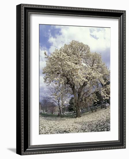 Yulan Magnolia Tree and Blossoms, Louisville, Kentucky, USA-Adam Jones-Framed Photographic Print