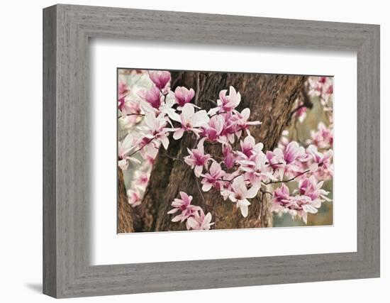 Yulan Magnolia Tree Blossoms, Louisville, Kentucky-Adam Jones-Framed Photographic Print