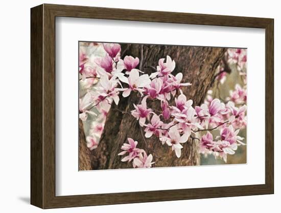 Yulan Magnolia Tree Blossoms, Louisville, Kentucky-Adam Jones-Framed Photographic Print