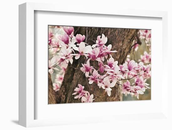 Yulan Magnolia Tree Blossoms, Louisville, Kentucky-Adam Jones-Framed Photographic Print