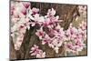 Yulan Magnolia Tree Blossoms, Louisville, Kentucky-Adam Jones-Mounted Photographic Print