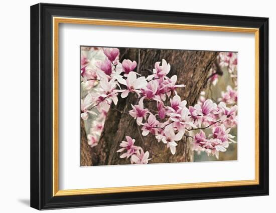 Yulan Magnolia Tree Blossoms, Louisville, Kentucky-Adam Jones-Framed Photographic Print