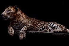 Jaguar-yulius handoko-Framed Premier Image Canvas