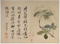 Lotus Flower, by Yun Shou-P'Ing (1633-90), from an 'Album of Flowers', (W/C on Silk Backed Paper)-Yun Shouping-Framed Premier Image Canvas