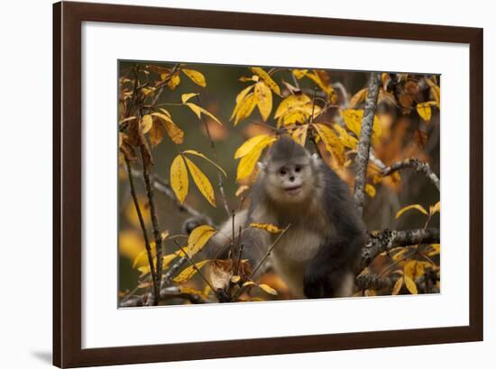 Yunnan Snub-Nosed Monkey (Rhinopithecus Bieti) in Tree in Autumn-Xi Zhinong-Framed Photographic Print