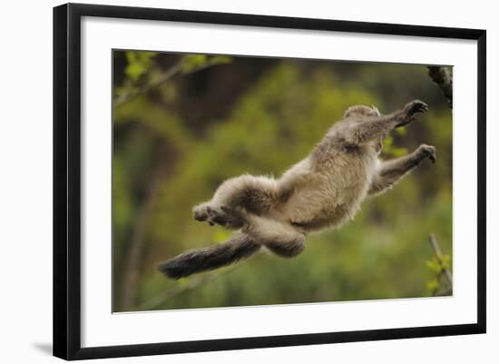 Yunnan Snub-Nosed Monkey (Rhinopithecus Bieti) Jumping from Tree to Tree-Staffan Widstrand-Framed Photographic Print