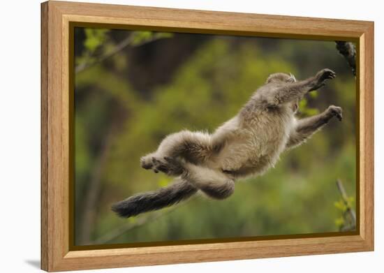 Yunnan Snub-Nosed Monkey (Rhinopithecus Bieti) Jumping from Tree to Tree-Staffan Widstrand-Framed Premier Image Canvas