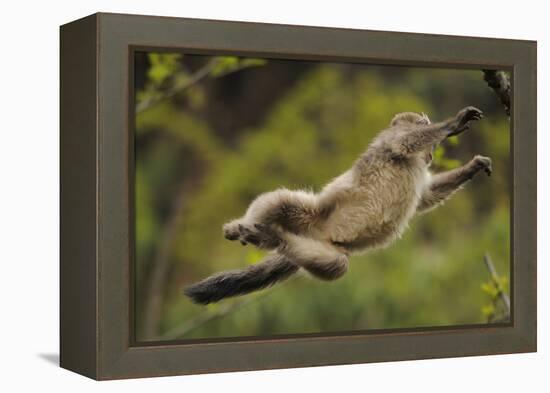 Yunnan Snub-Nosed Monkey (Rhinopithecus Bieti) Jumping from Tree to Tree-Staffan Widstrand-Framed Premier Image Canvas