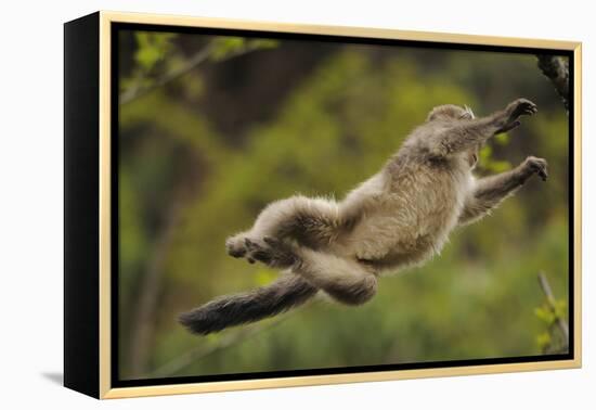Yunnan Snub-Nosed Monkey (Rhinopithecus Bieti) Jumping from Tree to Tree-Staffan Widstrand-Framed Premier Image Canvas