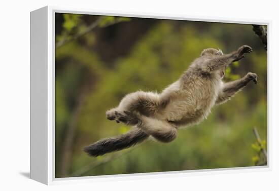 Yunnan Snub-Nosed Monkey (Rhinopithecus Bieti) Jumping from Tree to Tree-Staffan Widstrand-Framed Premier Image Canvas