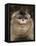 Yunnan Snub-Nosed Monkey,(Rhinopithecus Bieti) Portrait, Ta Chen Np, Yunnan Province, China-Staffan Widstrand-Framed Premier Image Canvas