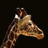 Giraffes-yuran-78-Photographic Print