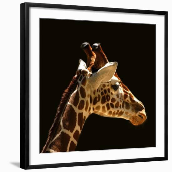 Photographic Print, , large