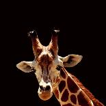 Giraffes-yuran-78-Photographic Print