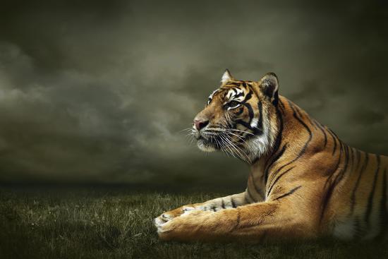 Photographic Print, , large