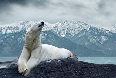White Polar Bear on the Ice-yuran-78-Photographic Print