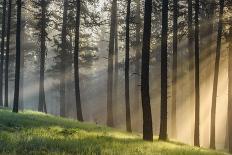 USA, Oregon, Blue Mountains. Light rays through forest of Ponderosa pine.-Yuri Choufour-Photographic Print